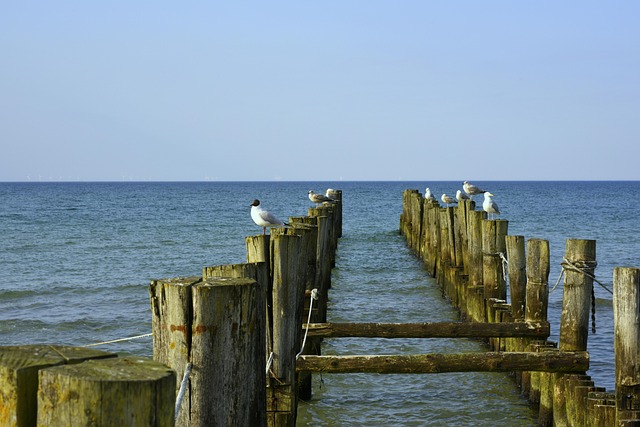 Free Baltic Sea Beach photo and picture