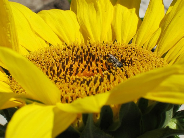 Sonnenblume, Biene, Natur, Nahaufnahme
