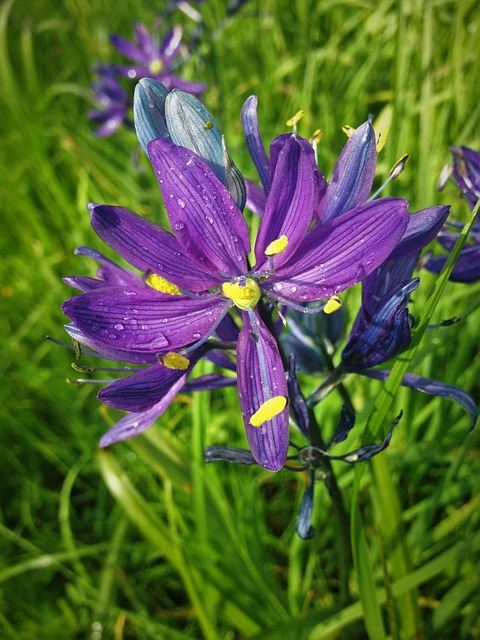 Free Grass Widow Satin Flower photo and picture