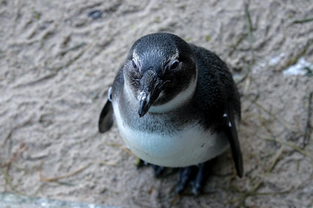 Free Penguin Animal photo and picture
