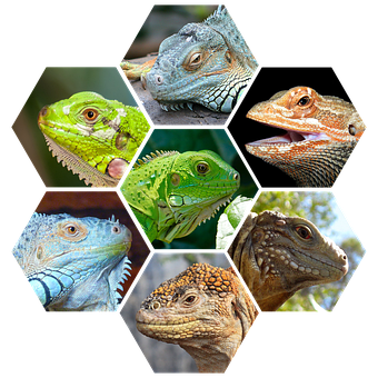 Reptilien, Fleischfresser, Wild