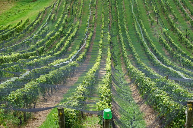 Free Wine New Zealand photo and picture