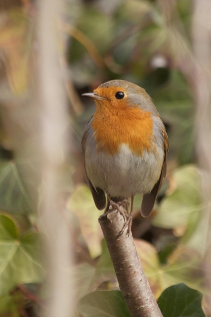 Free Robin Bird photo and picture