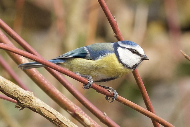 Free Blue Tit Bird photo and picture