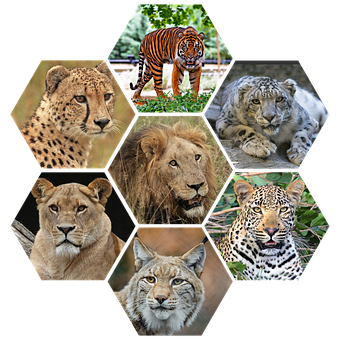 Große Katzen, Bösartig, Wild