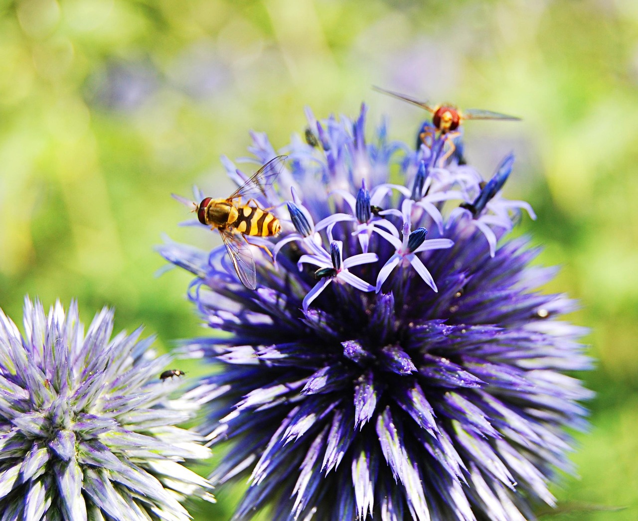 Flies Flower Insect Free photo on Pixabay Pixabay