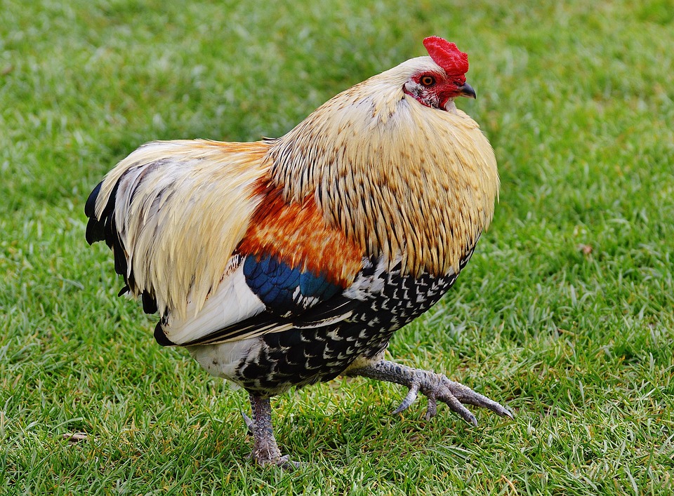 Chicken Bird Landfowl Free photo on Pixabay Pixabay