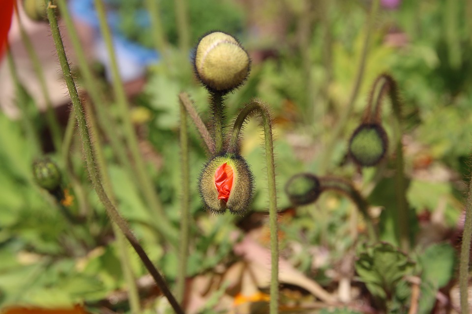 ポピー ケシ ばね 自然 植物 花 春の花 公園 つぼみ 꽃망울