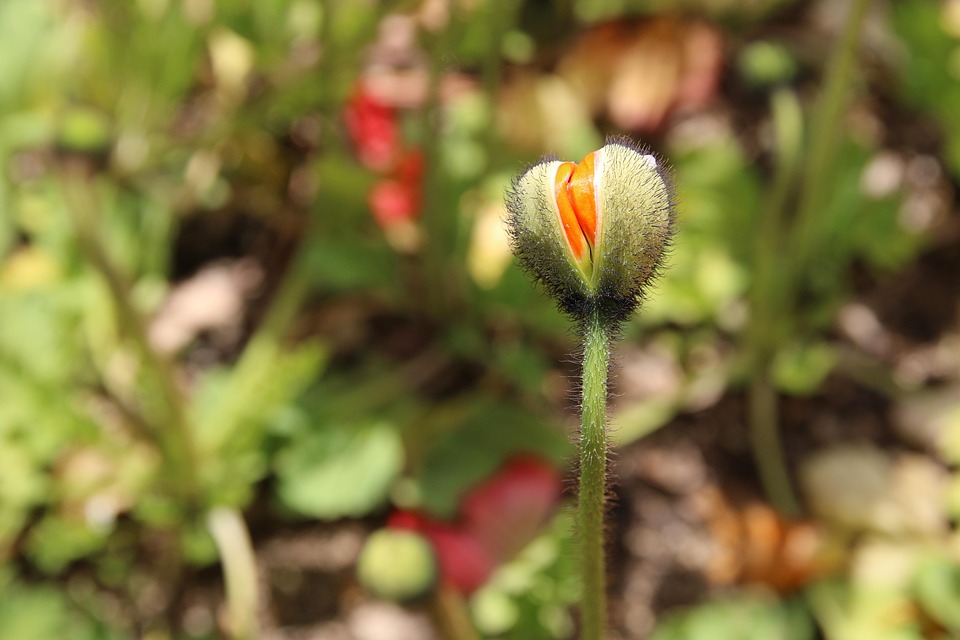 ポピー ケシ ばね 自然 植物 花 春の花 公園 つぼみ 꽃망울