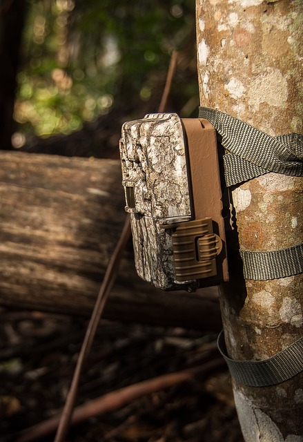 Free Camera Trail Camera photo and picture