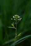 shepherd's purse, flower, blossom