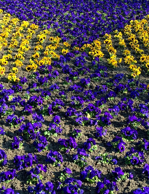 Free Pansy Flower photo and picture