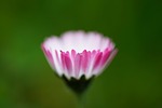 daisy, flower, blossom