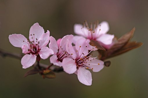 Natureza, Flor, Primavera, Fechar-Se