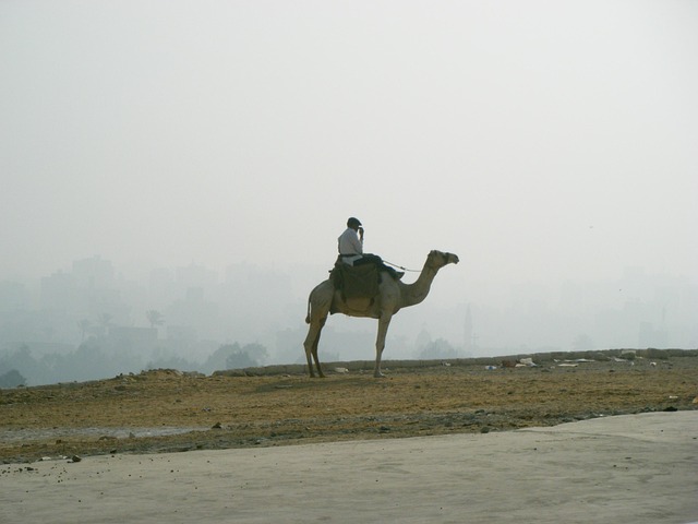 Pulver, Sand, Kamel, Einsam