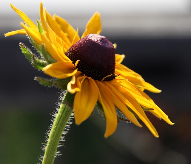 Free Summer Nature photo and picture