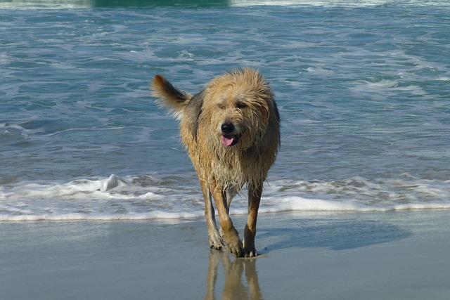 Free Dog Ocean photo and picture