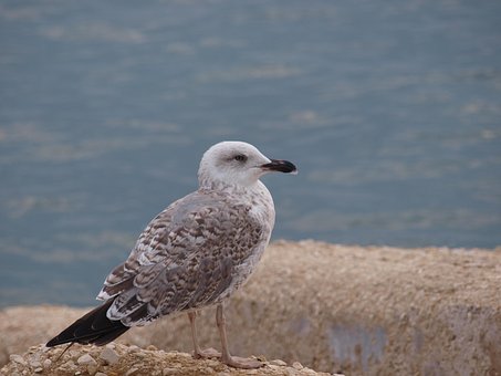 Möwe, Meer, Landschaft, Vogel