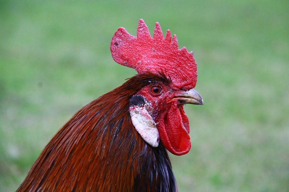 Cock head pics Try free vibrator