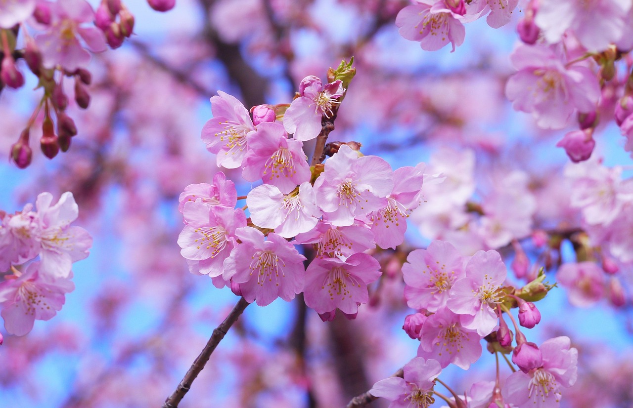Plus De 400 000 Images De Cerisier En Fleur Japon Et De Japon Pixabay Plus De 400 000 Images De Cerisier En Fleur Japon Et De Japon Pixabay