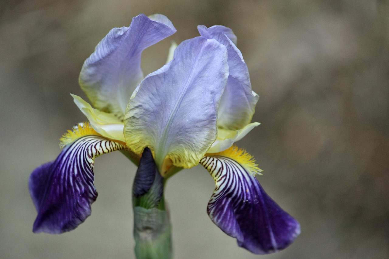 Iris Lily Blossom · Free photo on Pixabay