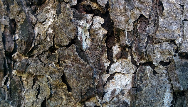 Free Wood Texture photo and picture