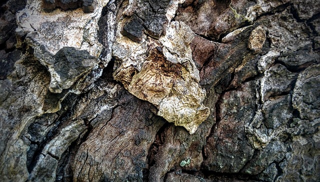Free Wood Texture photo and picture