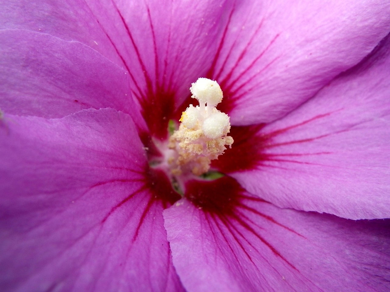Flower - free online jigsaw puzzle photo