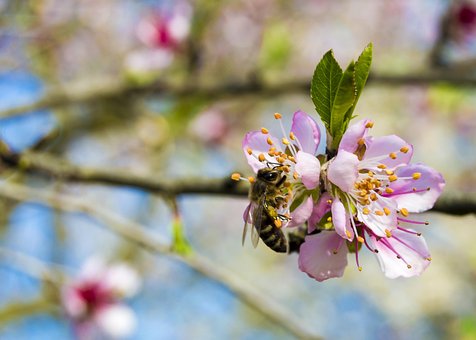 Free Bee Beautiful Flowers photo and picture