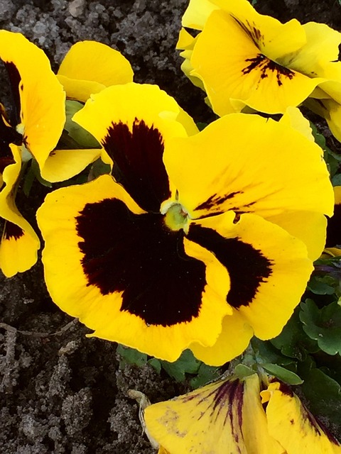 Free Pansy Flower photo and picture