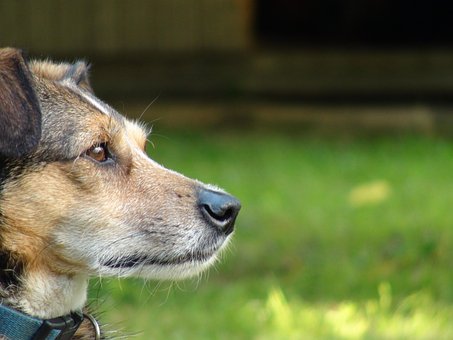 Free Dog Pet photo and picture