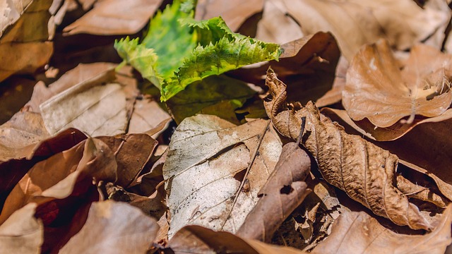Free Leaf Nature photo and picture