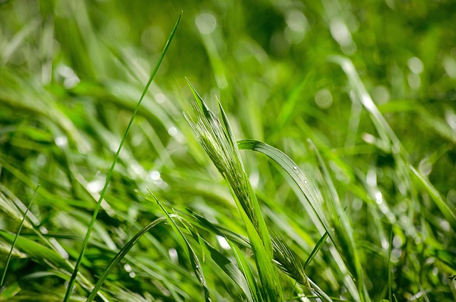 Free Green Grass photo and picture
