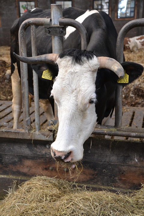 Cow Farm Yard Barn - Free photo on Pixabay - Pixabay