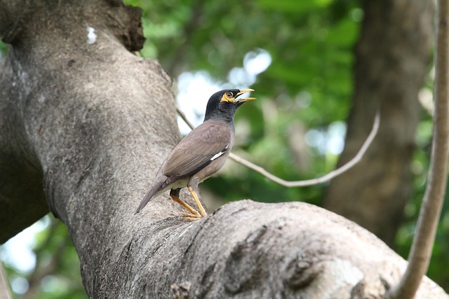Free Bird Tree photo and picture