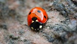 ladybug, red, points