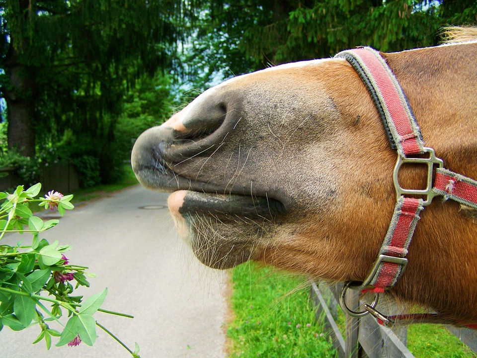 Hocico De Caballo Marrón Parte Del Foto gratis en Pixabay