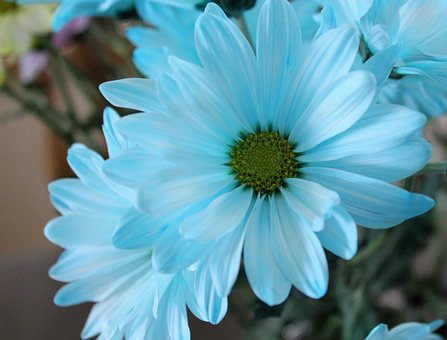 Gänseblümchen, Blau, Blume, Makro, Blüte