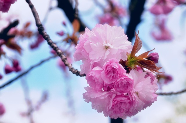 Free Pink Blossoms photo and picture