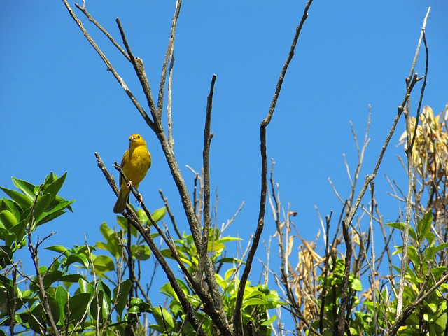 Free Nature Bird photo and picture