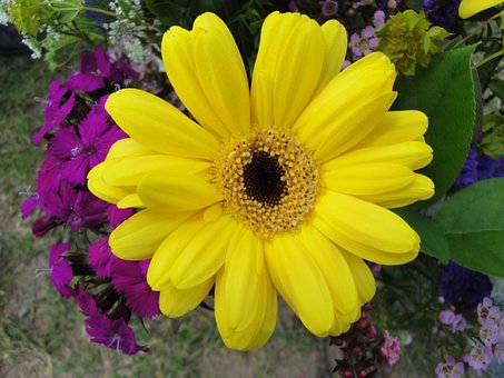 Gelb, Blume, Blüte, Feder, Sommer