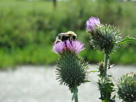 Biene, Blume, Lila, Hummel, Käfer