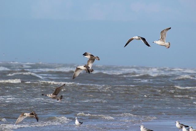 Free Seagulls Birds photo and picture