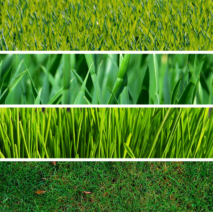 Grass Green Nature Meadow - Free photo on Pixabay - Pixabay