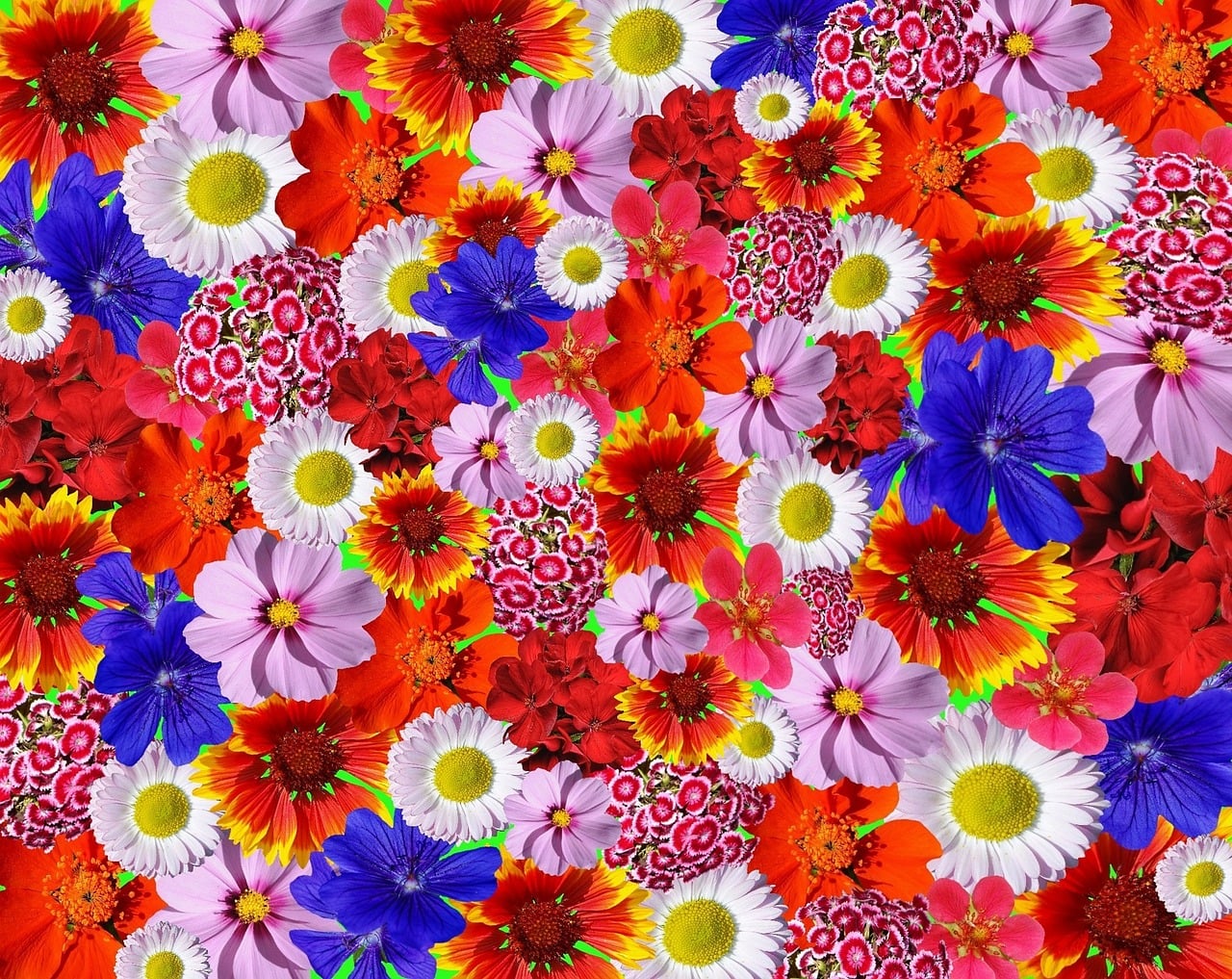 花 自然 花草原 Pixabayの無料画像