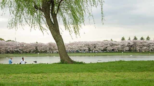 Free Willow By The Lake photo and picture