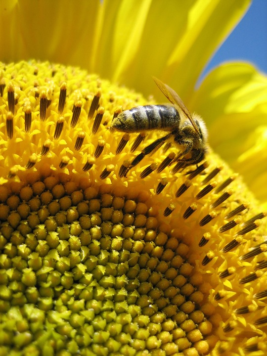 Sunflower Bee Yellow Close - Free photo on Pixabay