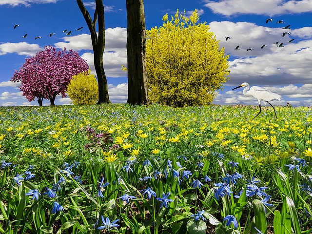 Prado Primavera, Primavera, Prado Flor