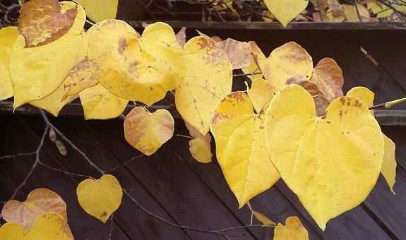 Free Fall Leaves Yellow photo and picture