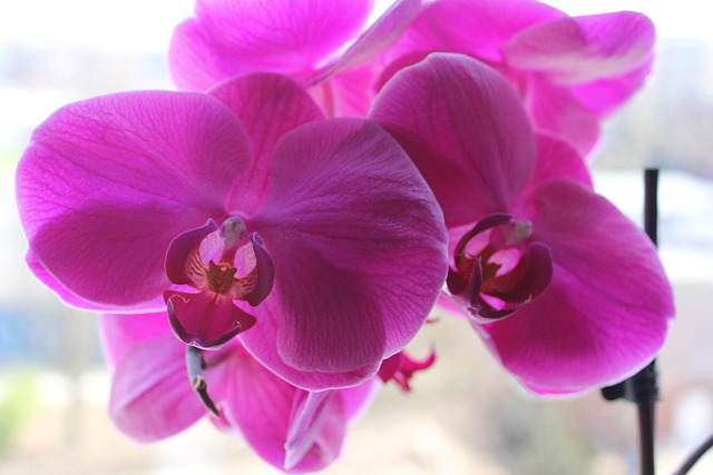 Free Orchid Flower photo and picture